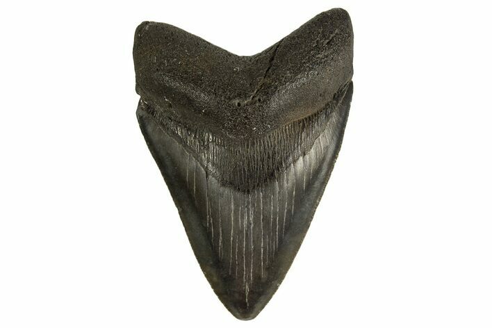 Fossil Megalodon Tooth - South Carolina #332077